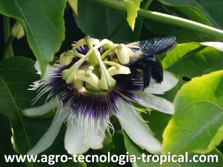 Distancia entre los organos favorece la polinizacion por cigarron